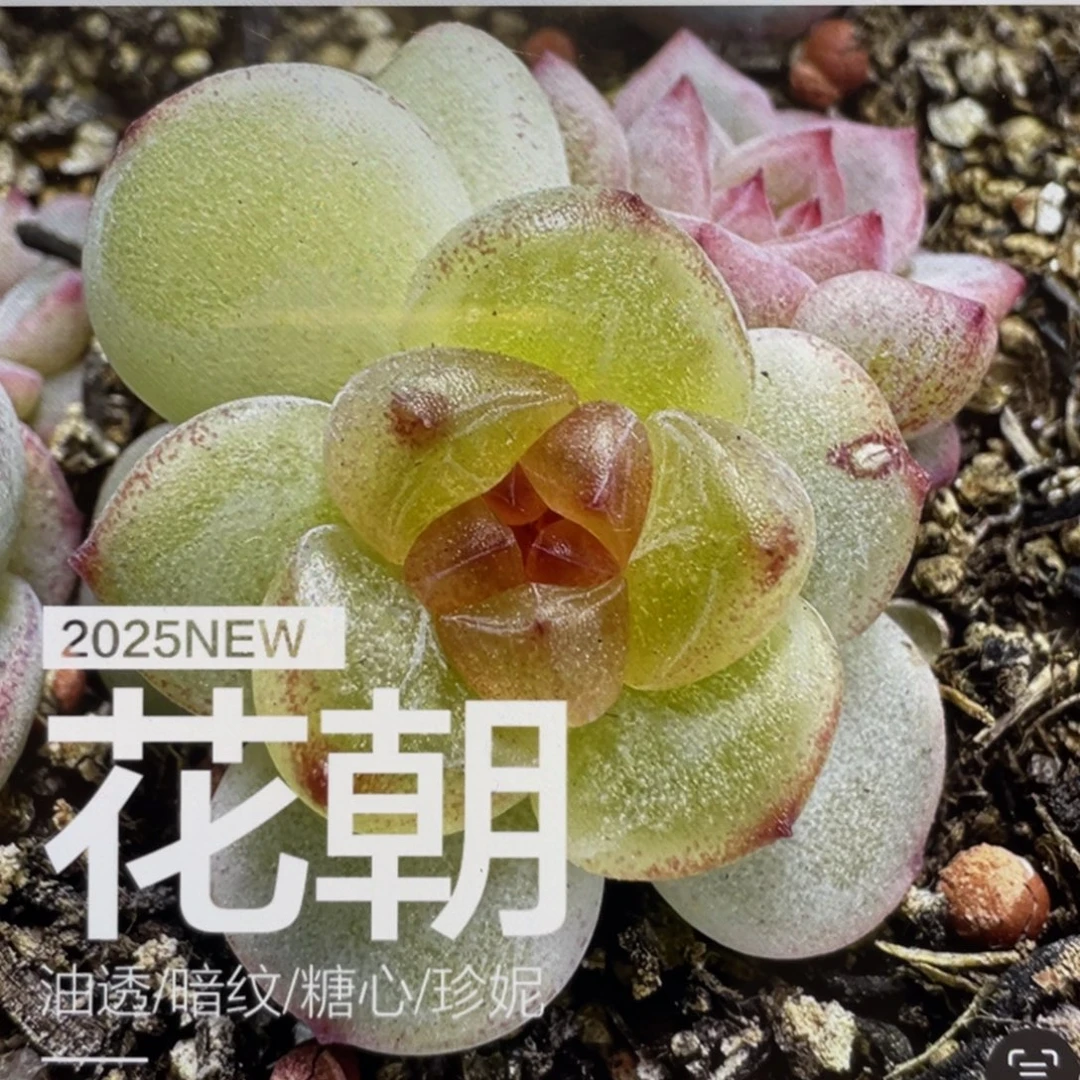 花朝20粒，圆胖透，推荐！！