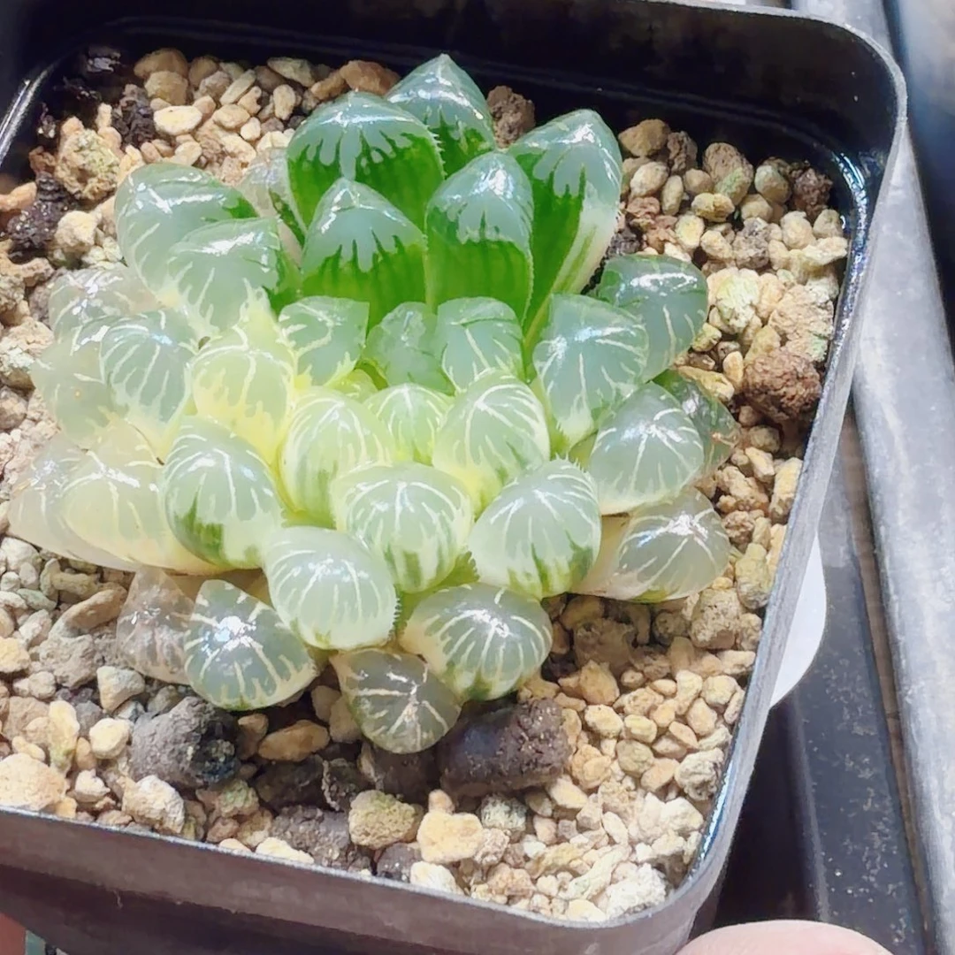 十二卷实生冰灯锦福利