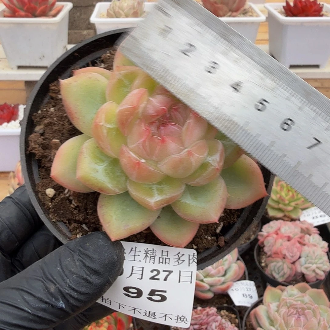 1027-95冰花单头a