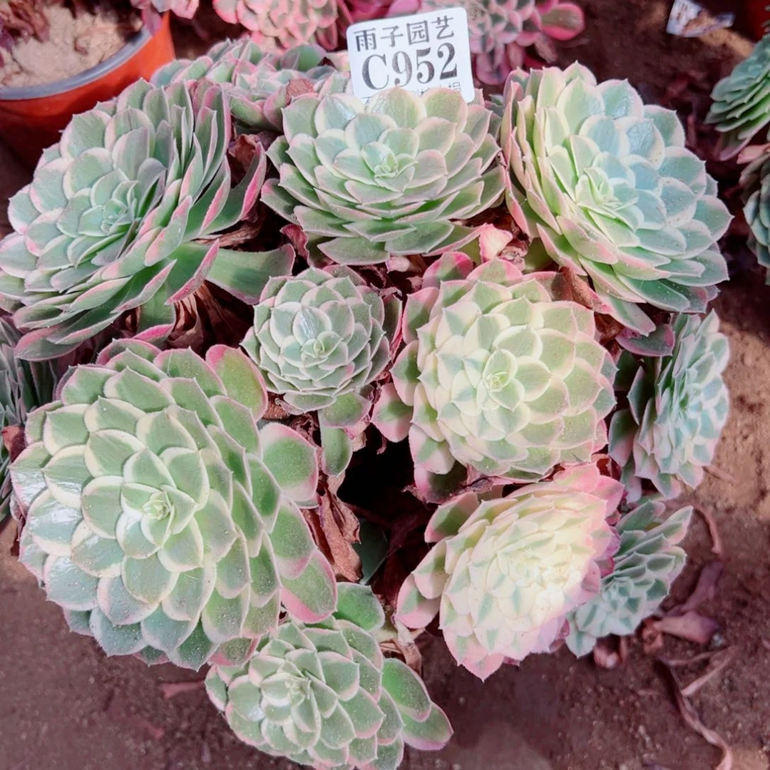 952孔雀翎尺寸30左右