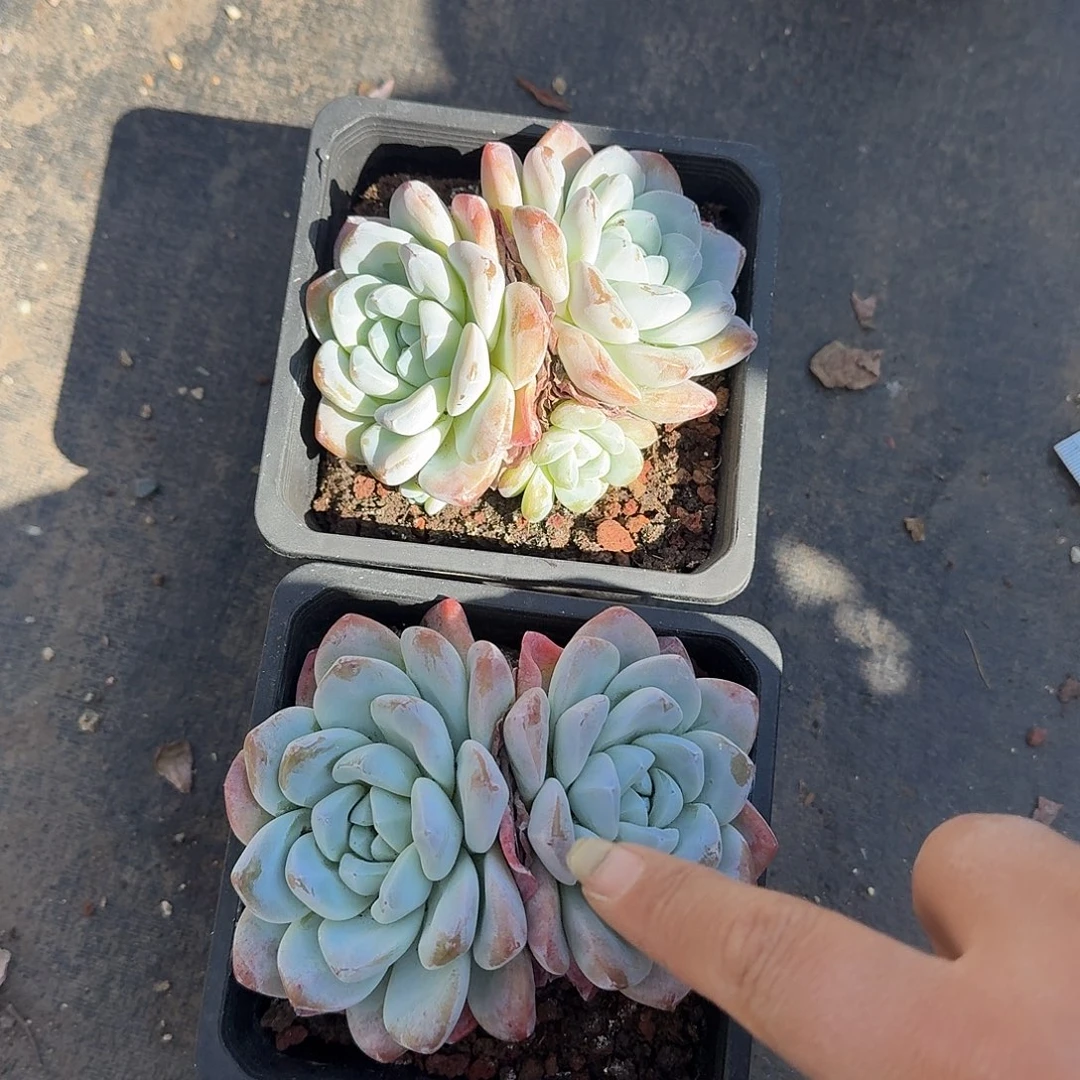 冰玉双头多肉植物