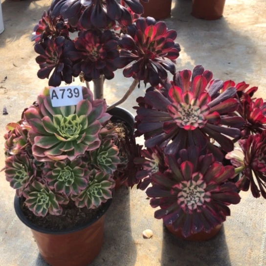 法师多肉植物重****妇法师739