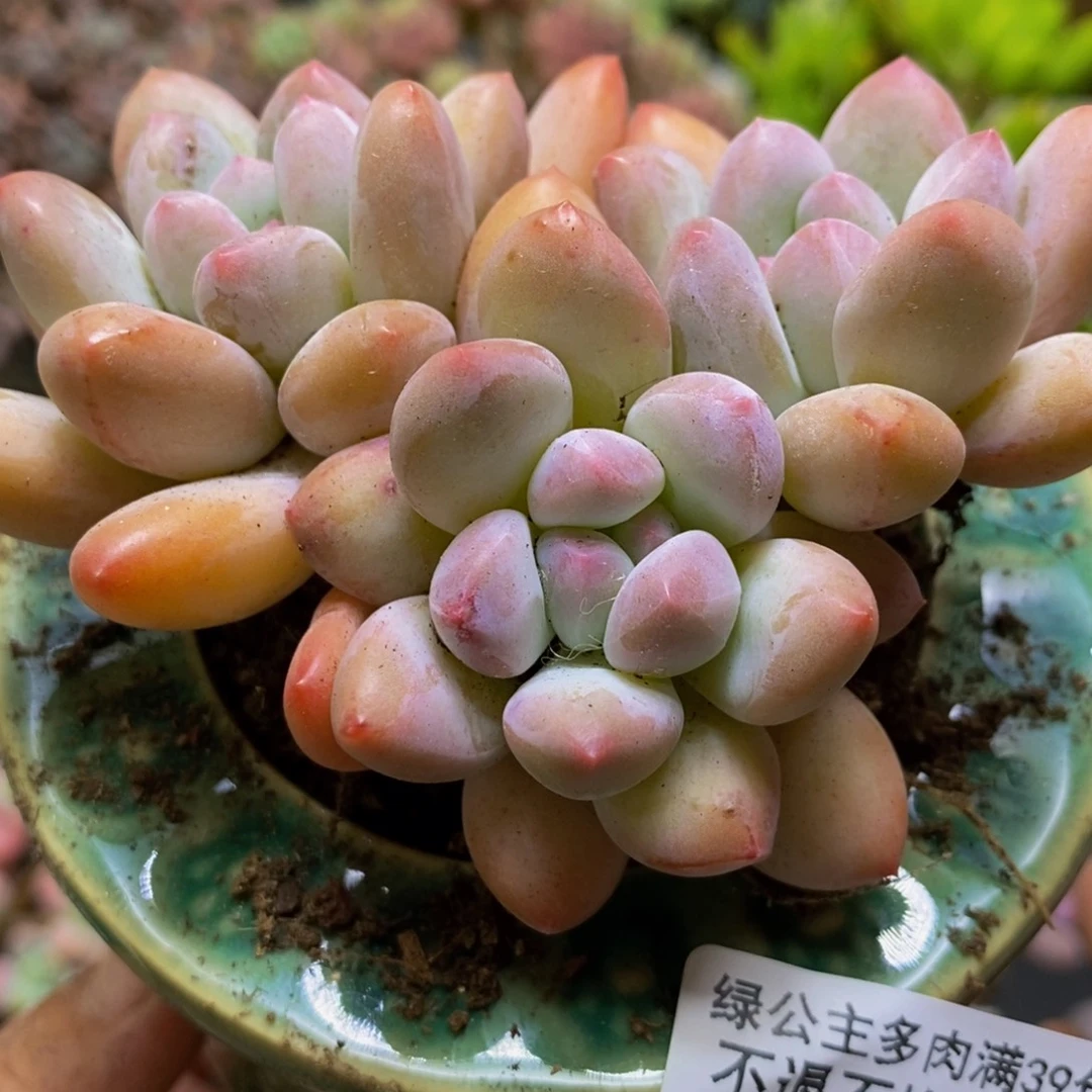 042香水奶8cm多肉
