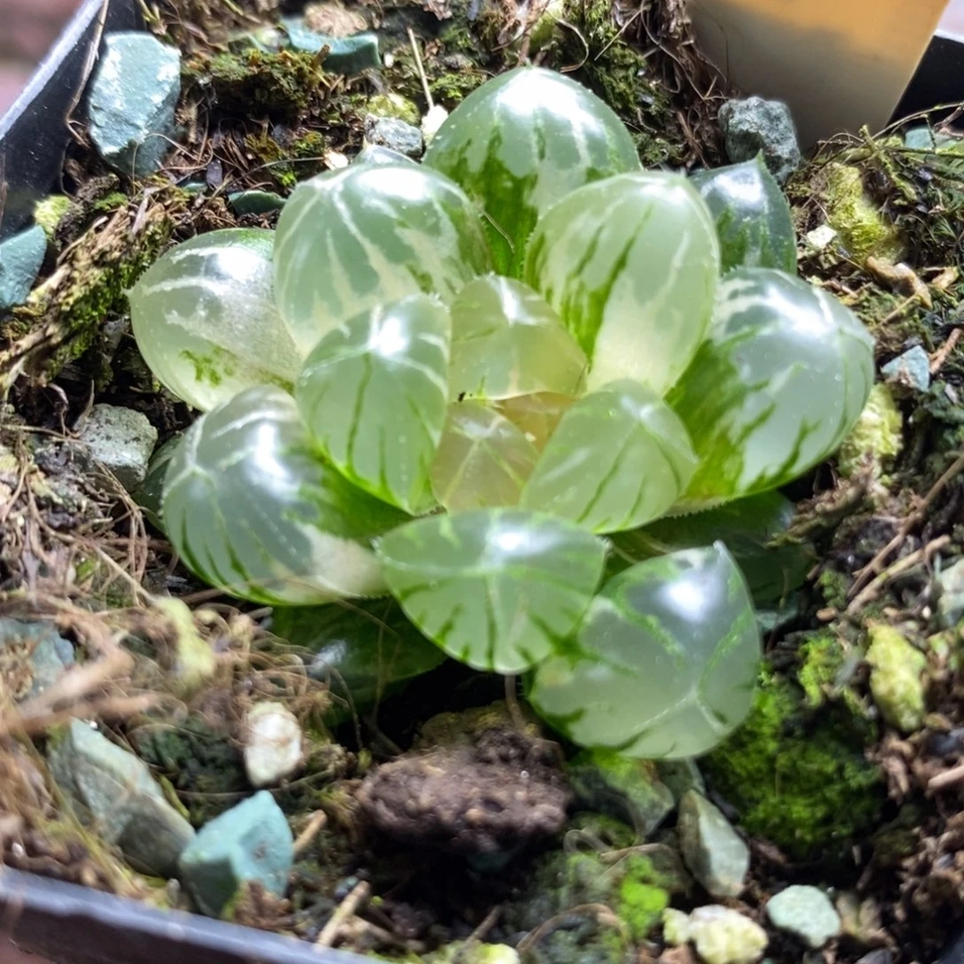 463水中月玉露锦一物一拍