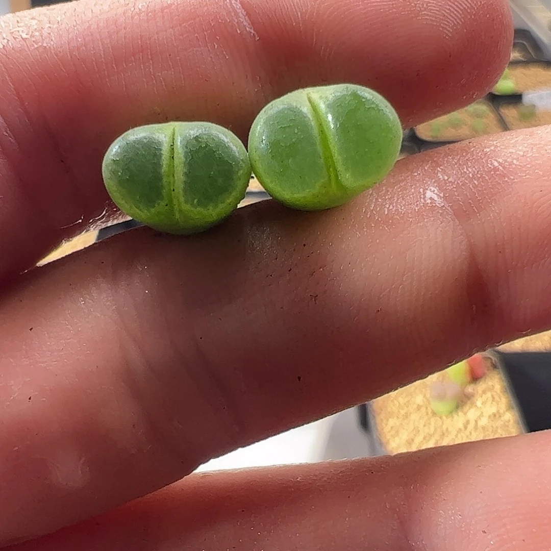 0000331 一物一拍莉迪亚薄荷风铃MG1797.67