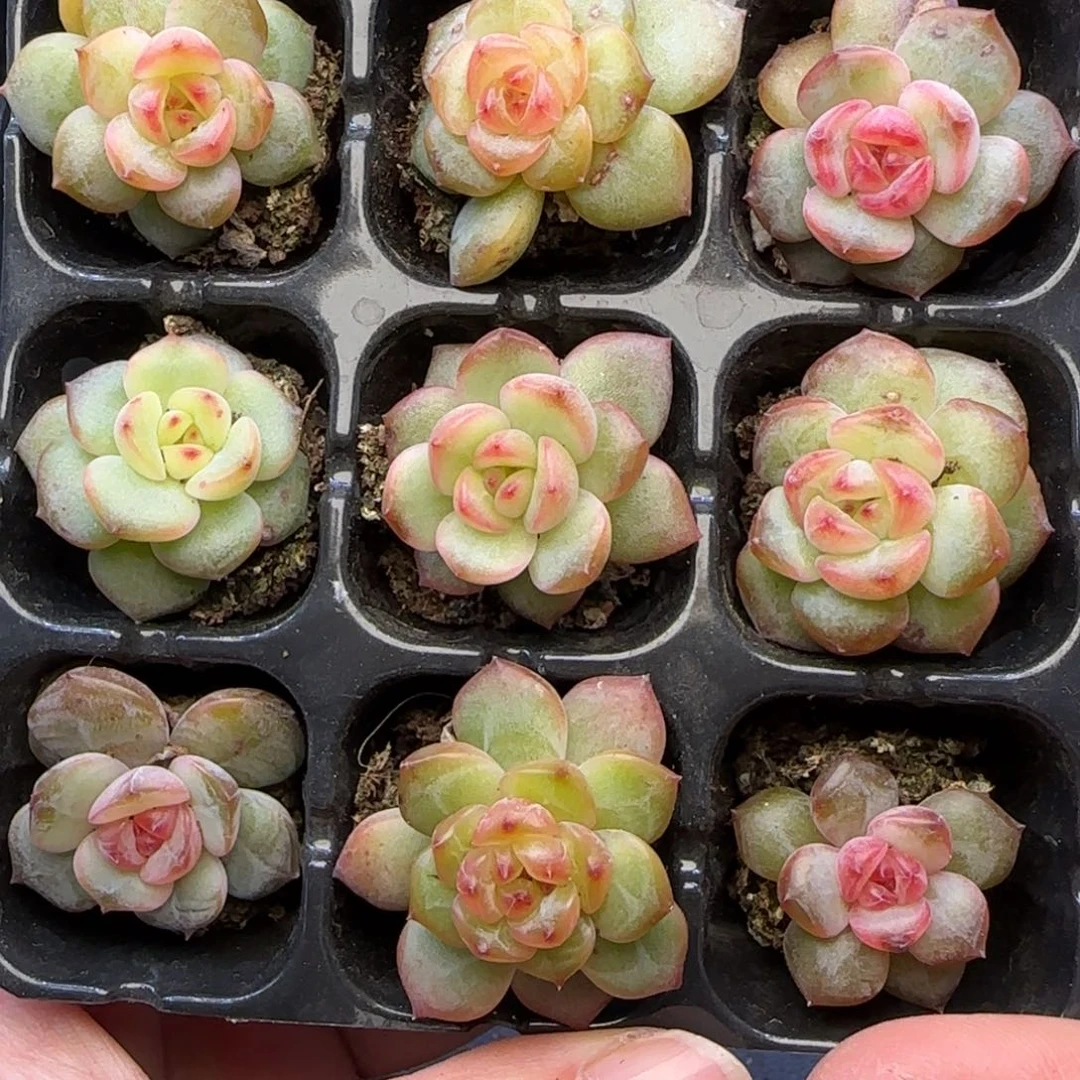 【满29包邮非偏远】624珍妮九棵