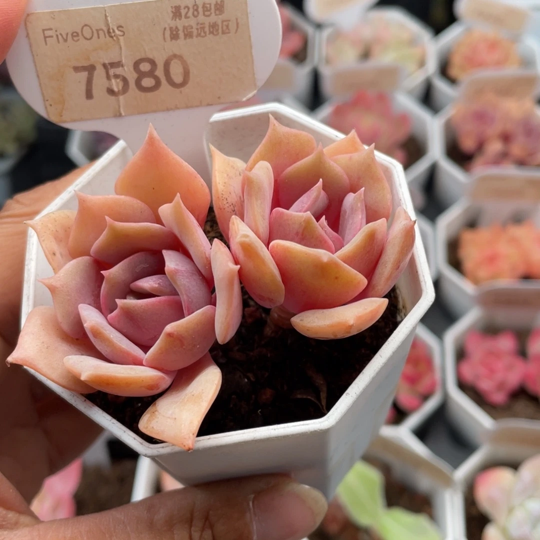 粉蝶7580-5.5厘米