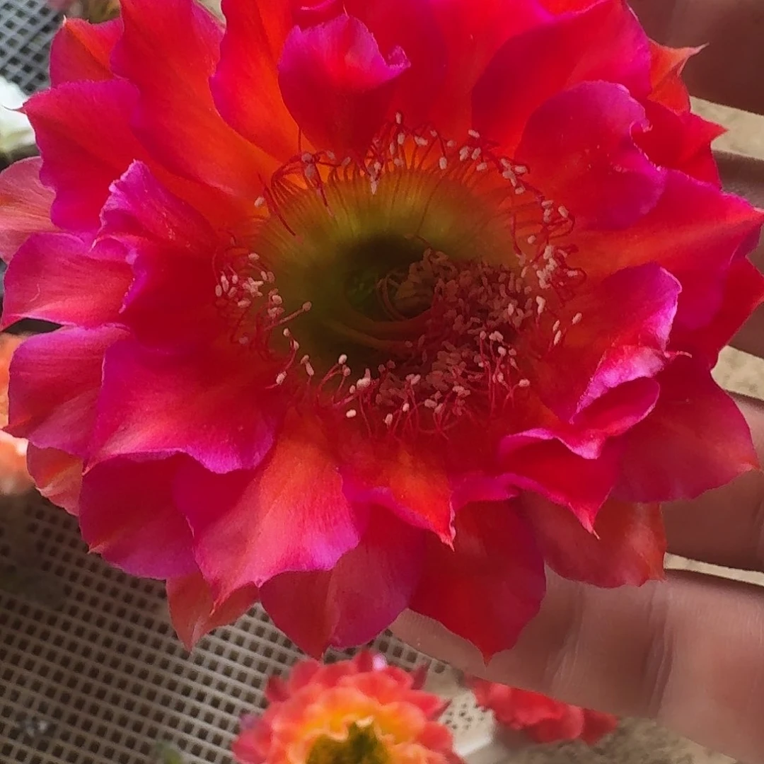 闪耀侧芽4公分彩草