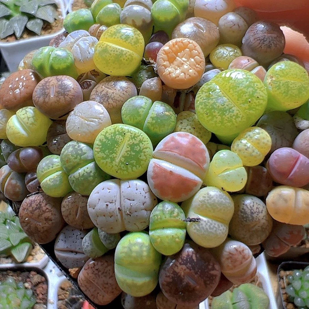 生石花玉露多肉多肉多肉