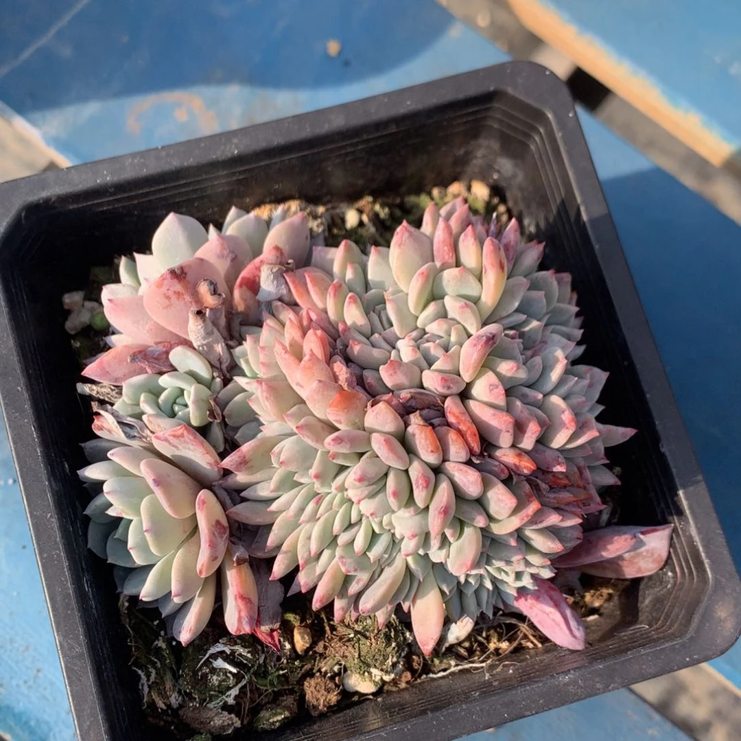 海棠花缀化一物一拍