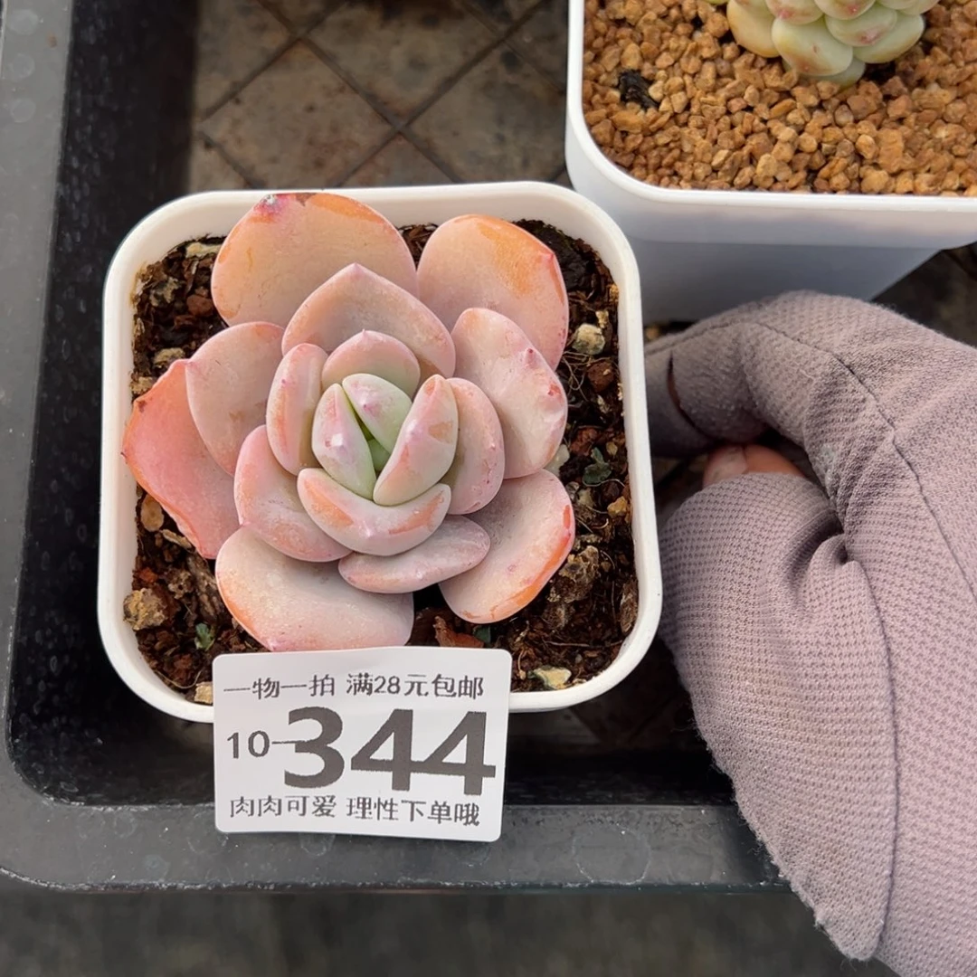 奶茶，多肉多肉多肉多肉