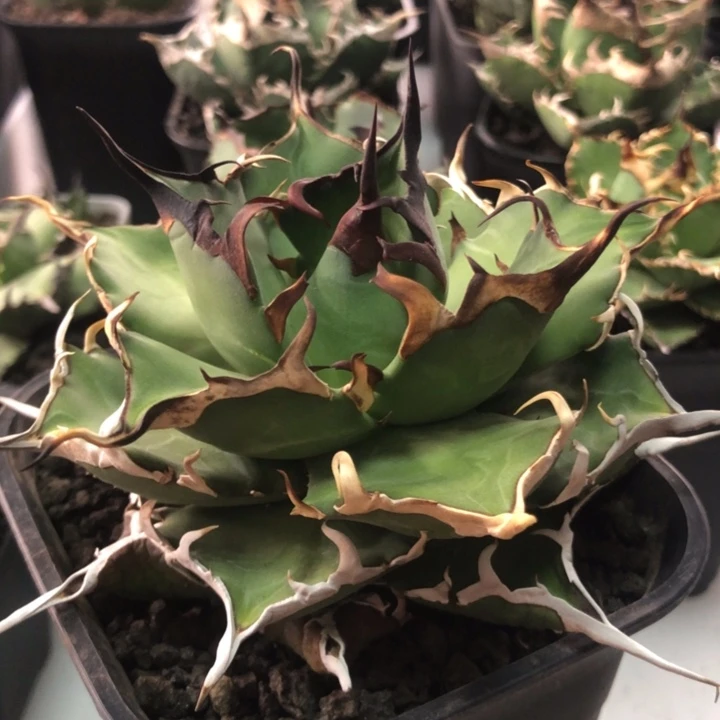 黑帝斯仁王冠龙舌兰