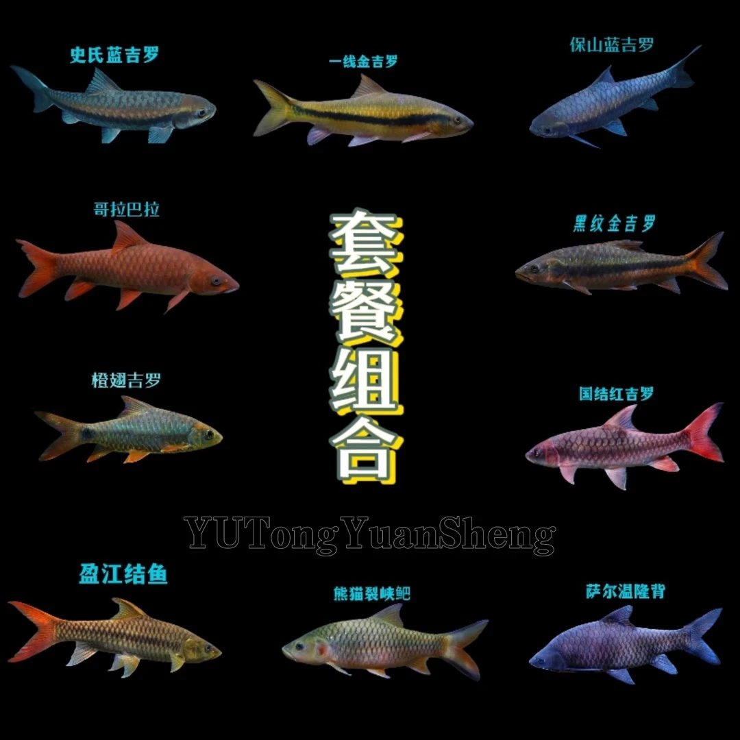 原生蓝吉罗鱼活体淡水观赏鱼苗