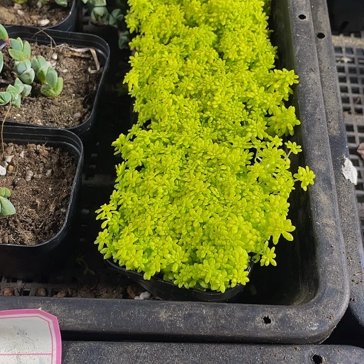 黄金草带盆土发货