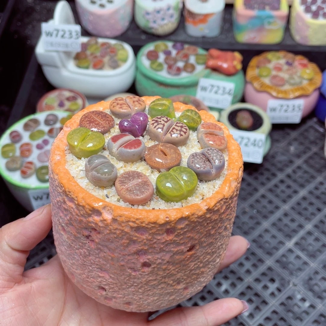 w7243 -零下地区拍保温箱-15支持寄养