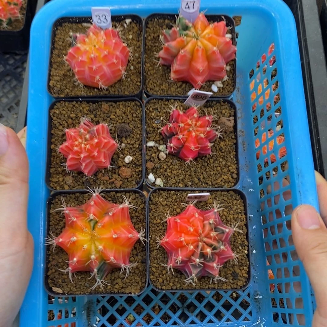 米哈洛维奇实生根精品