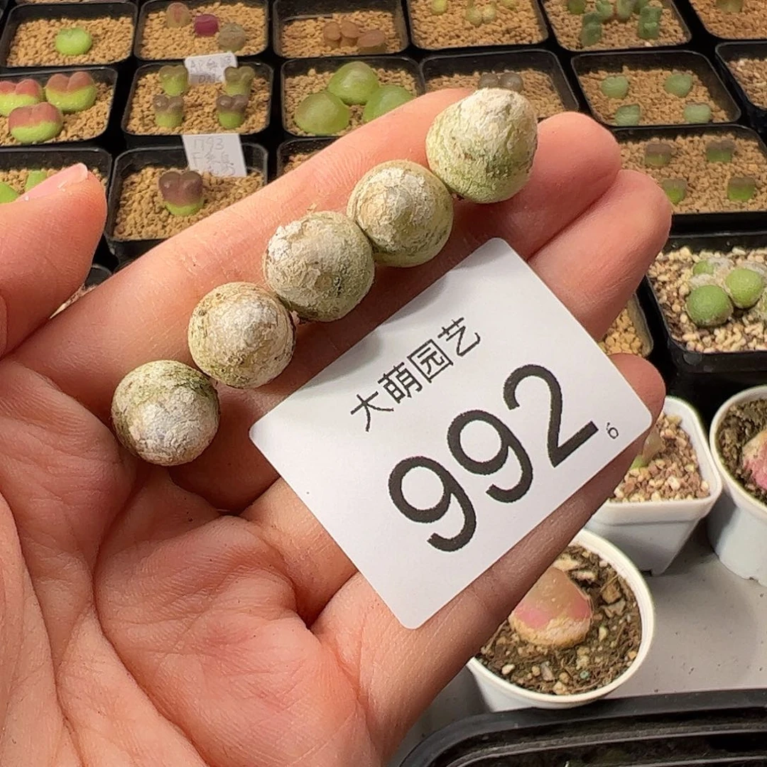 0000992 一物一拍