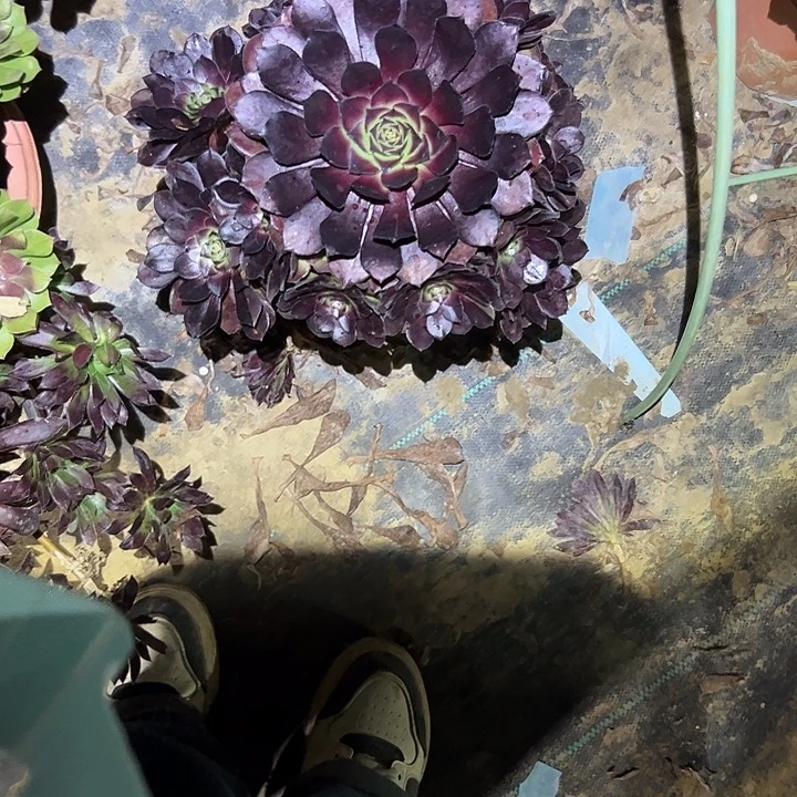 不包侧枝一物一拍71