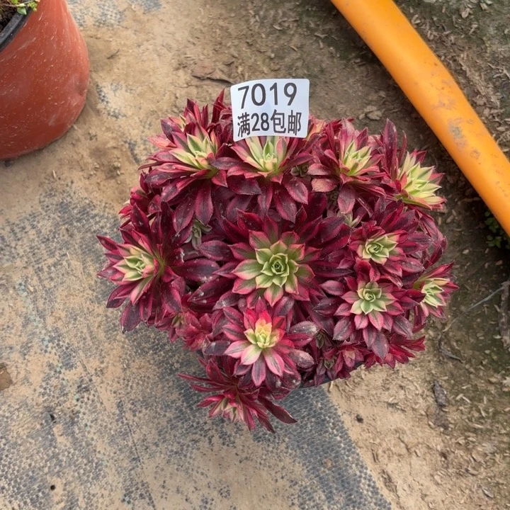 B.  7019凤凰超白多肉