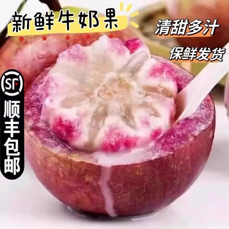 【顺丰包邮】2025头茬紫色牛奶果 高山生态稀有软糯香甜水果1-5斤