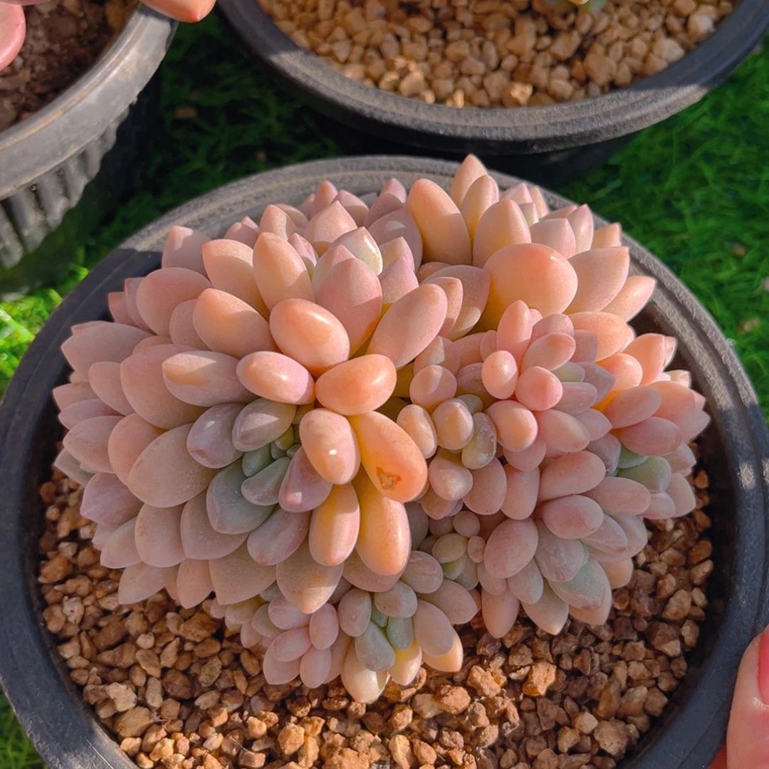 木糖醇88888888887