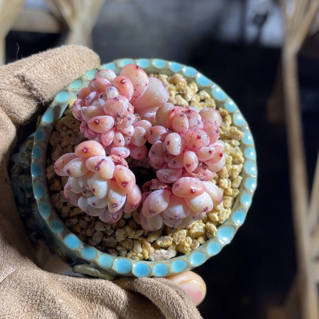 雪抓有砍一物一拍