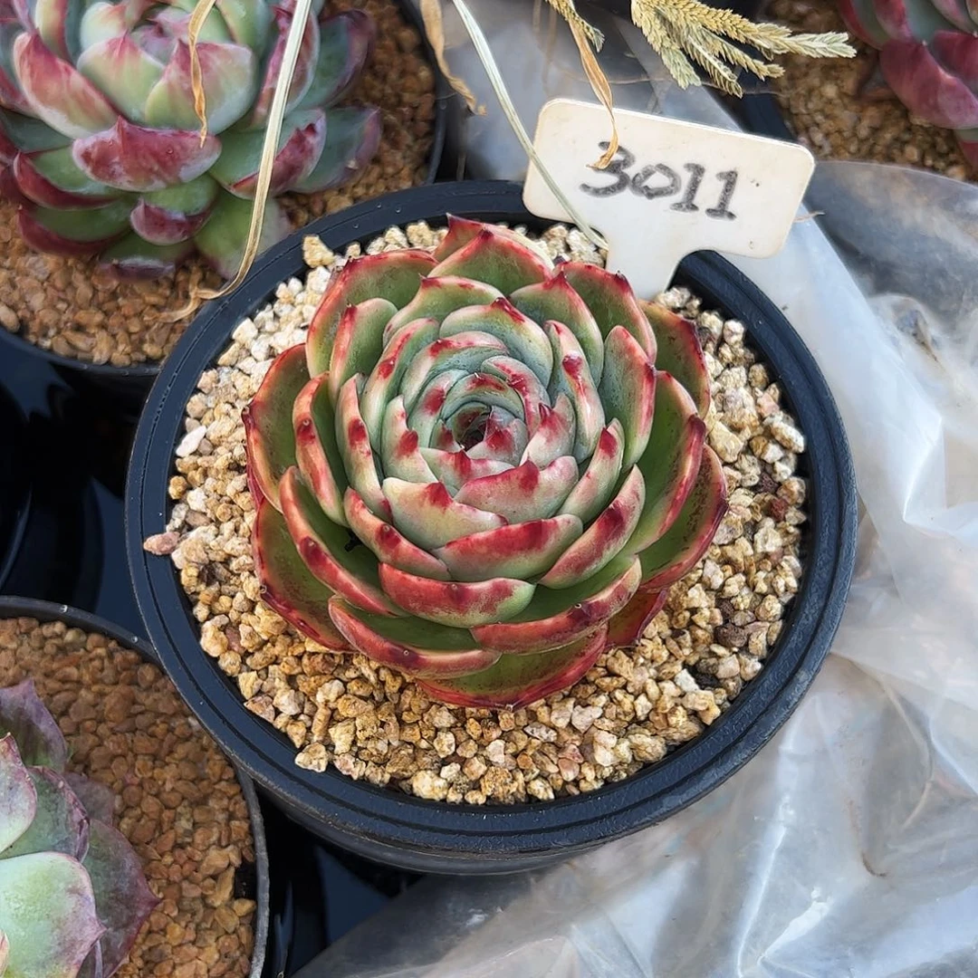 三***三惊鸿仙子一物一拍