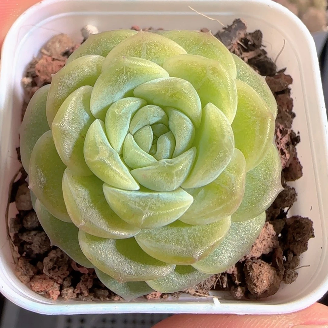 多肉0102-109无尽灯
