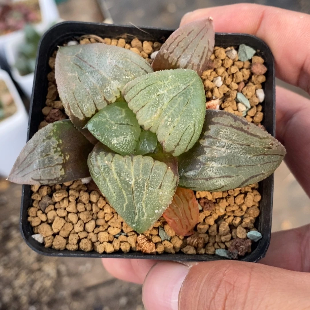 1305 一颗糯阿 超级618福利