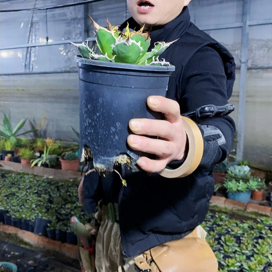 凯撒仁王冠冠幅15公分左右