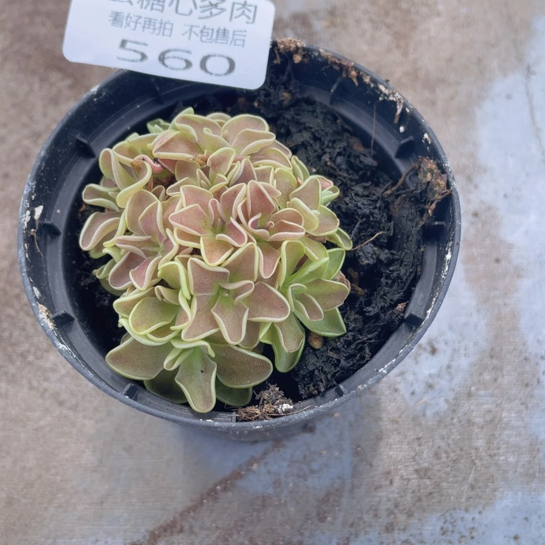 么*咪云糖心多肉植物560