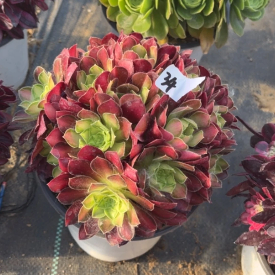 【闪购商品】34韶华多肉法师