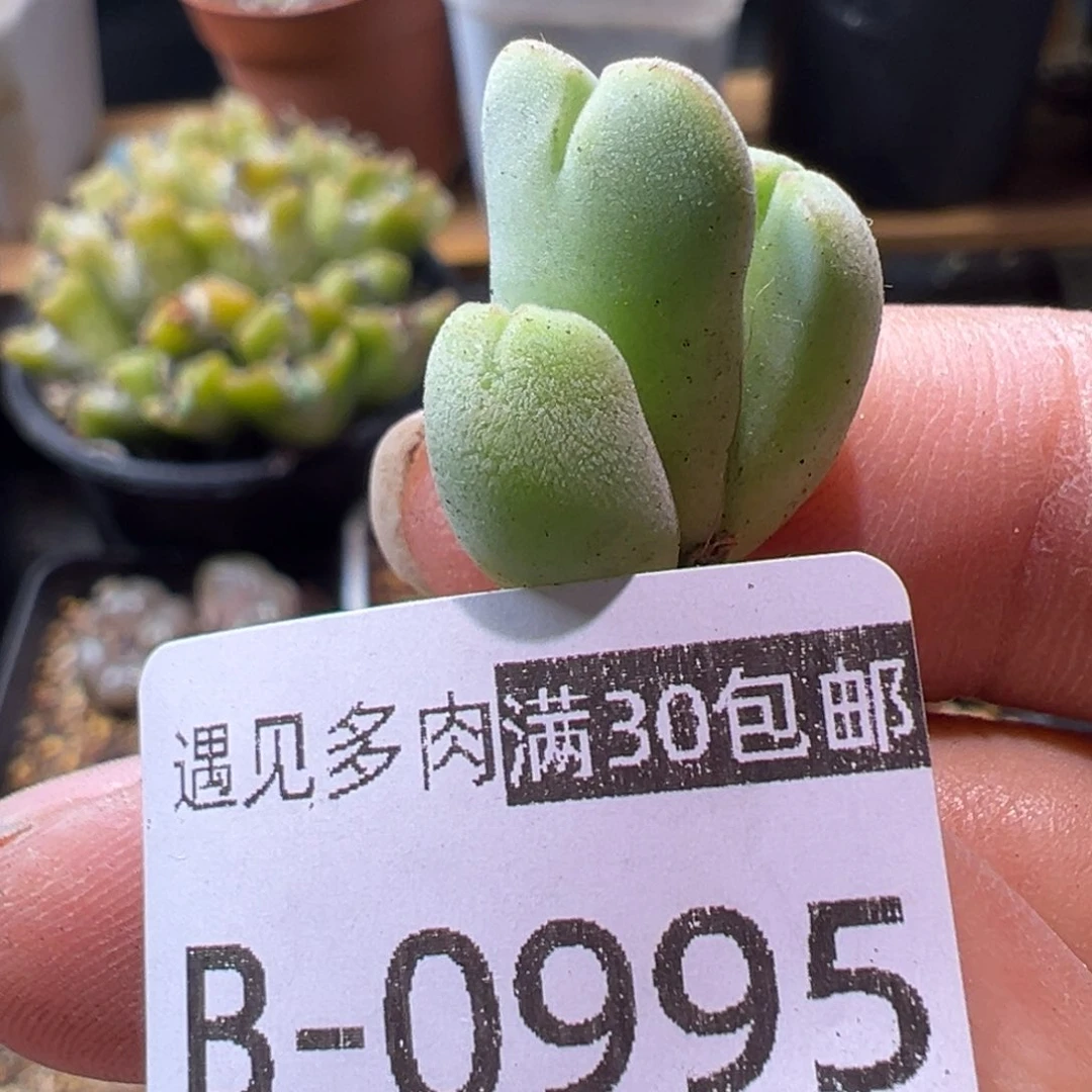 多肉植物11111111111111111