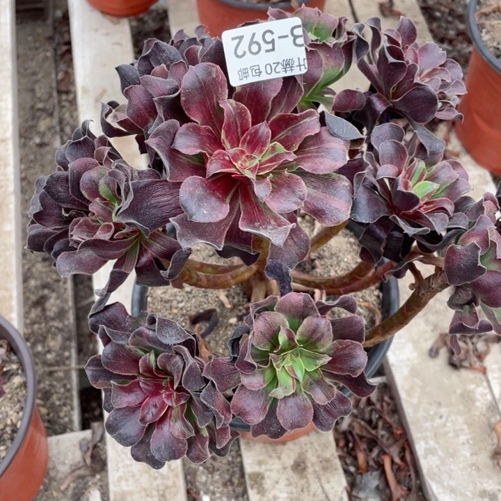 592欧若拉多肉123446789