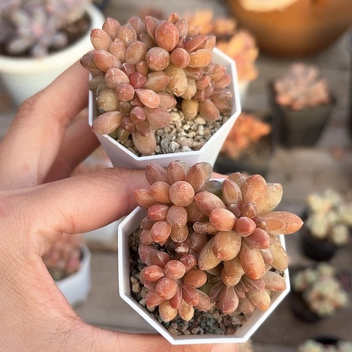 思***5zbzbxbxbcjh576