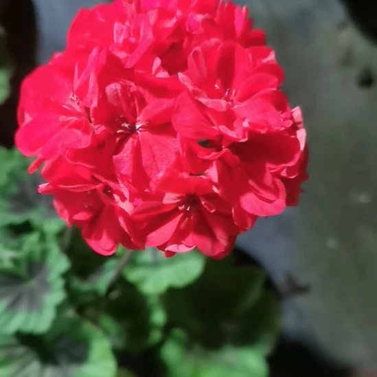 当前无花栽培后可以开花超教堂
