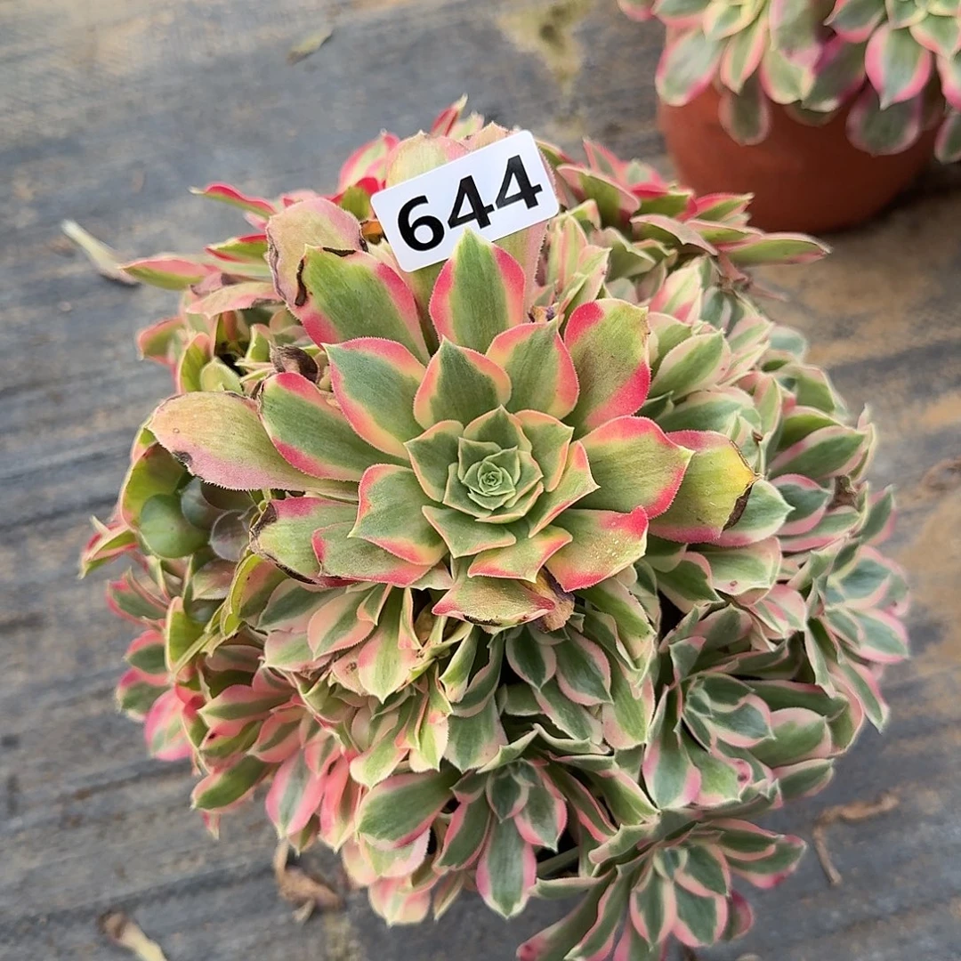 多肉植物布加迪644号