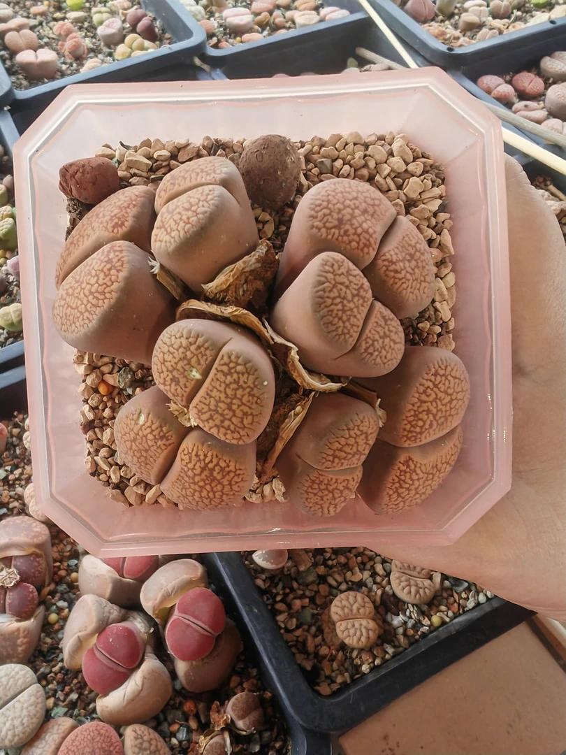 番杏科生石花 红赤阳群生日轮系 个头大  10年老母本群 一物一拍