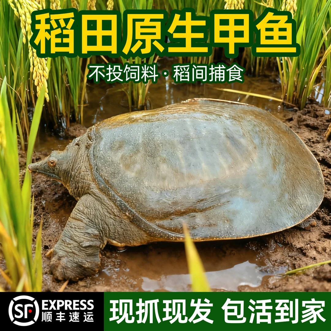 鲜活滋补甲鱼稻田甲鱼4年以上2斤中华鳖一物一拍顺丰甲鱼鲜活包邮