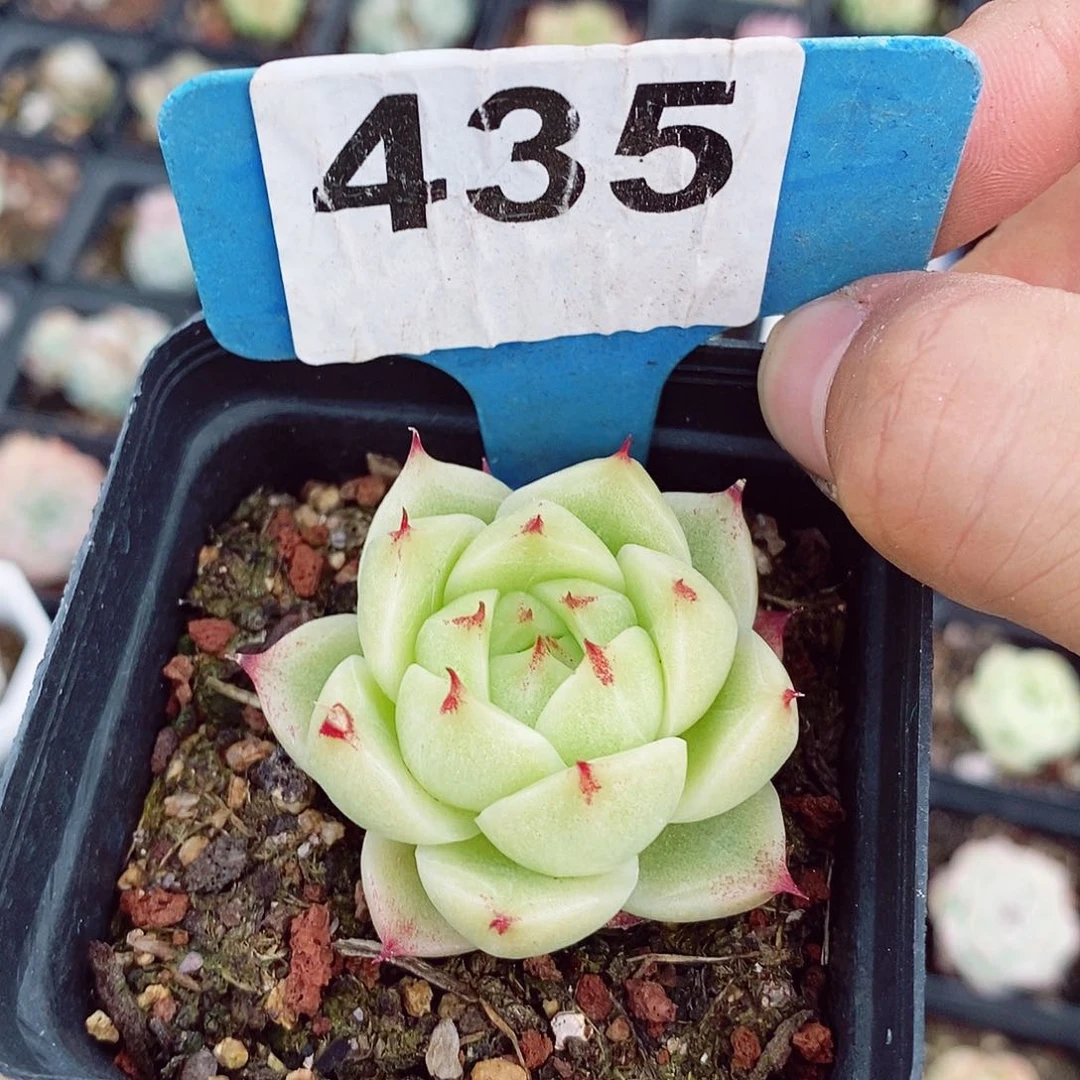 麦秆4.5cm多肉植物