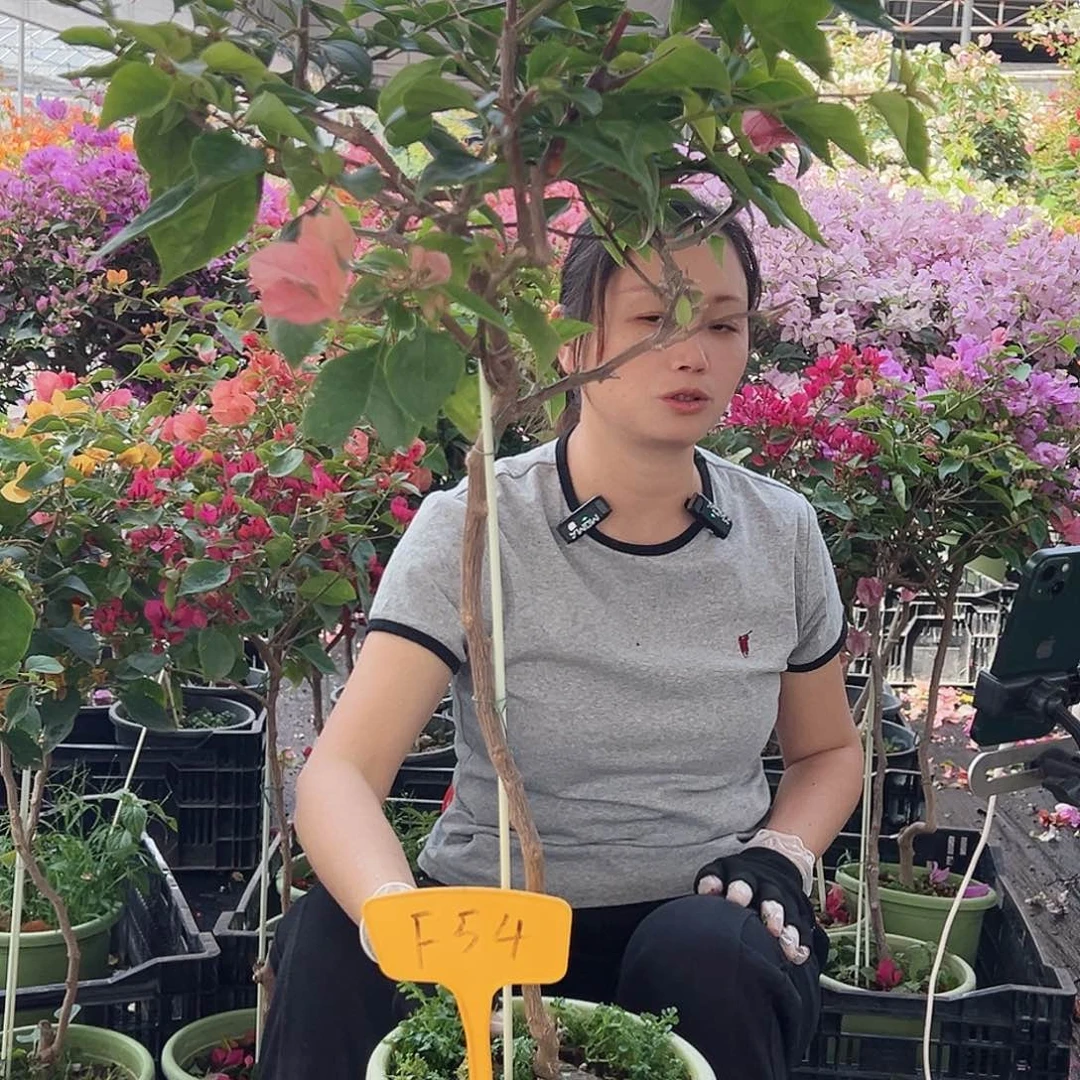 大部分花苞少量开放F54橙粉公主