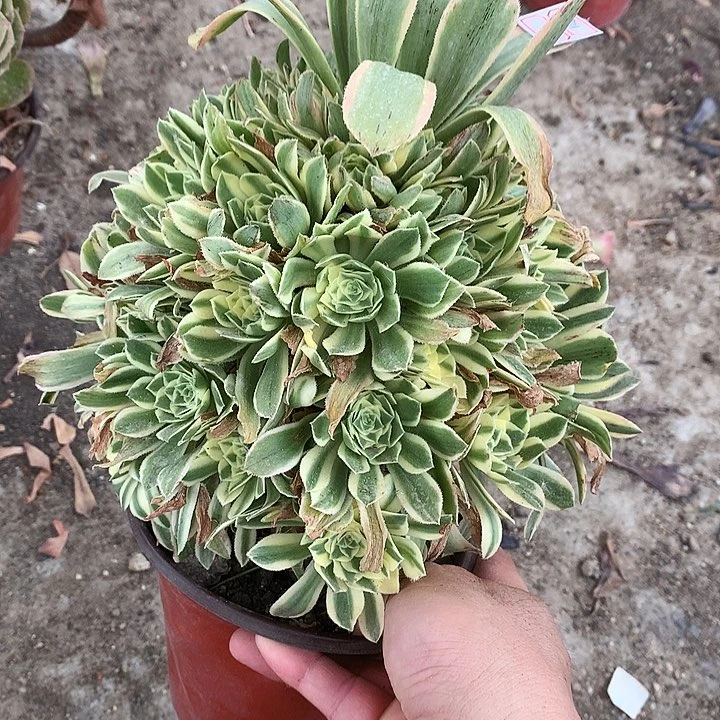 901艳凝多肉植物