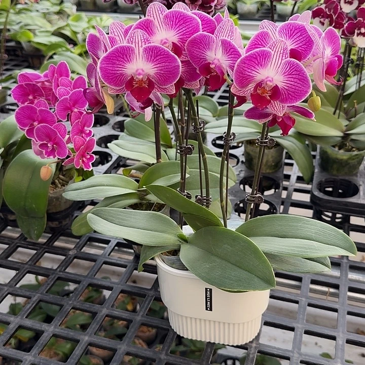 大部分开放少量花苞组盆