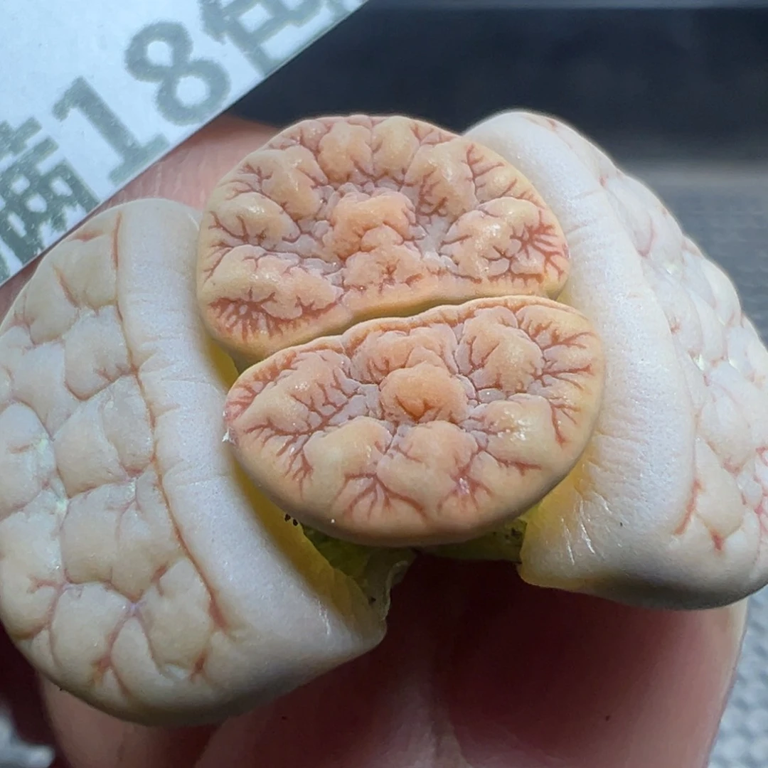 【闪购商品】 794。