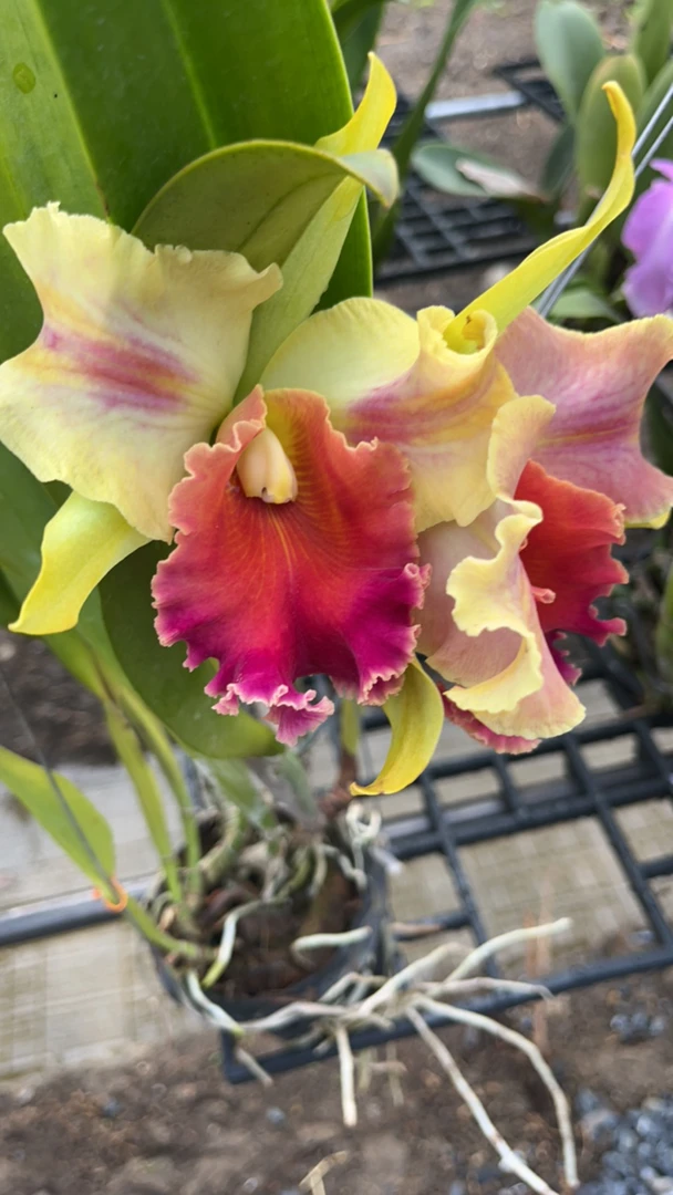 泰国卡特兰魔术师，浓香，颜色多变