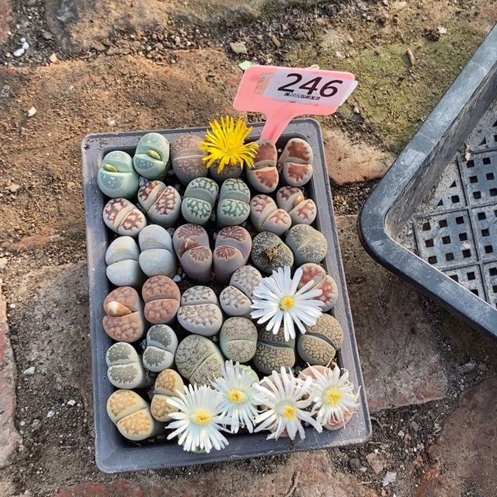 小***》生石花的季节到246
