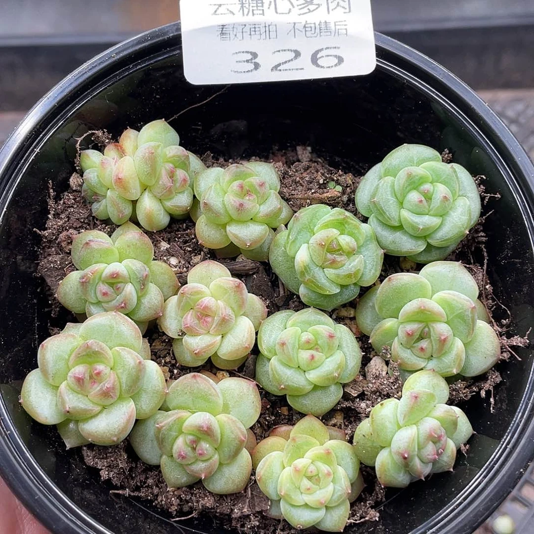 云糖心多肉植物326