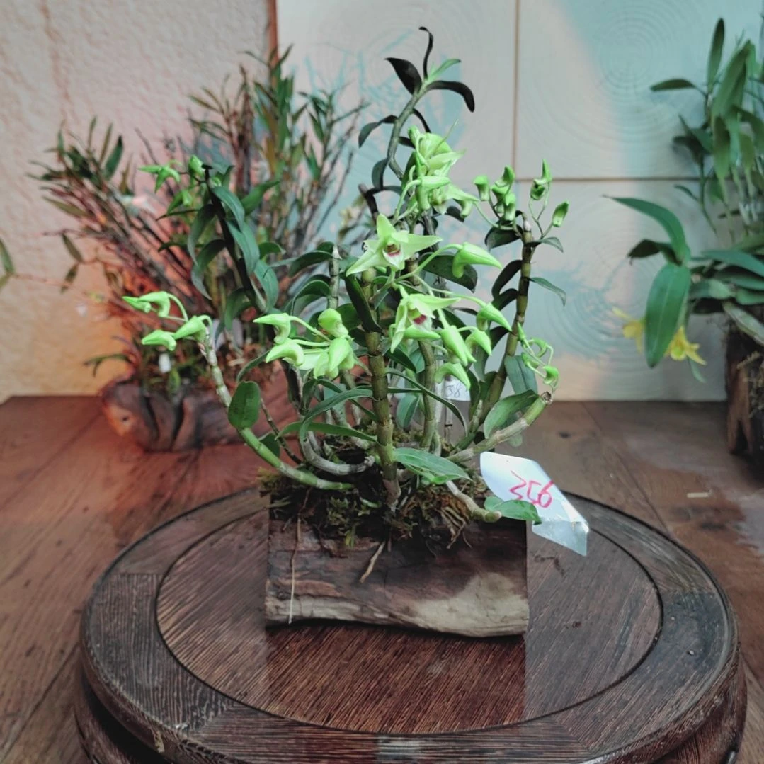 全部花朵356铁皮石斛