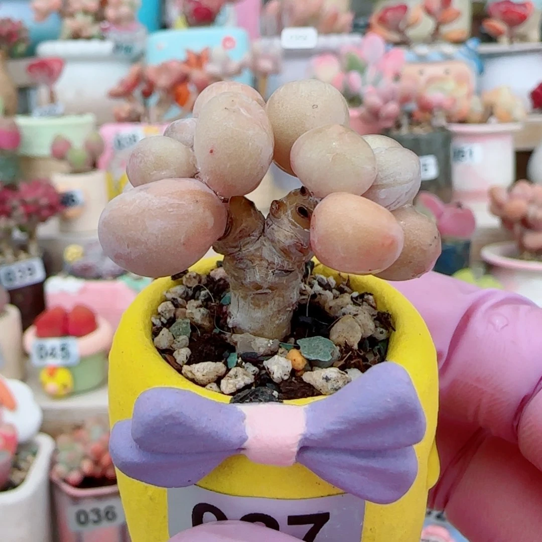 造型蛋黄奶 盆口3cm