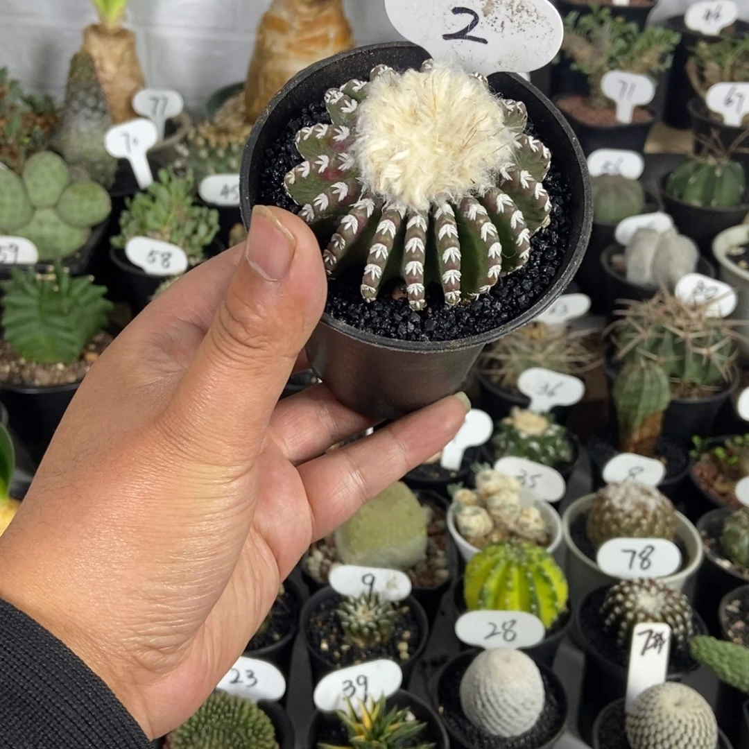 猫爪奇特球一物一拍